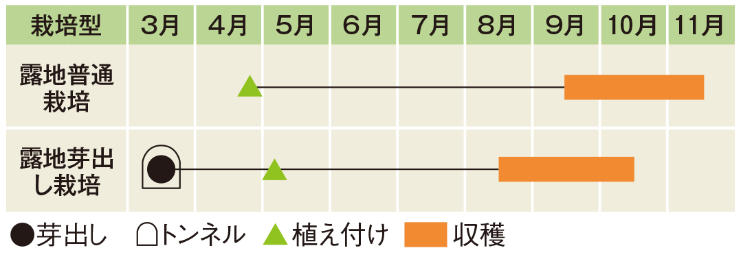 栽培スケジュール