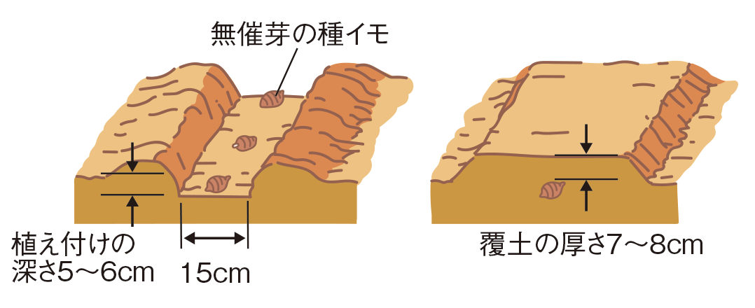 植え付けの図