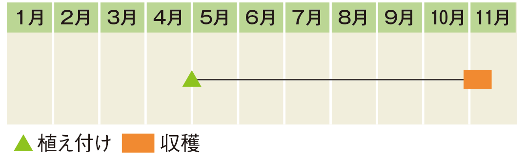 栽培スケジュール