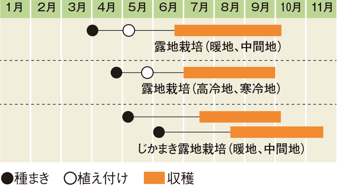 栽培スケジュール