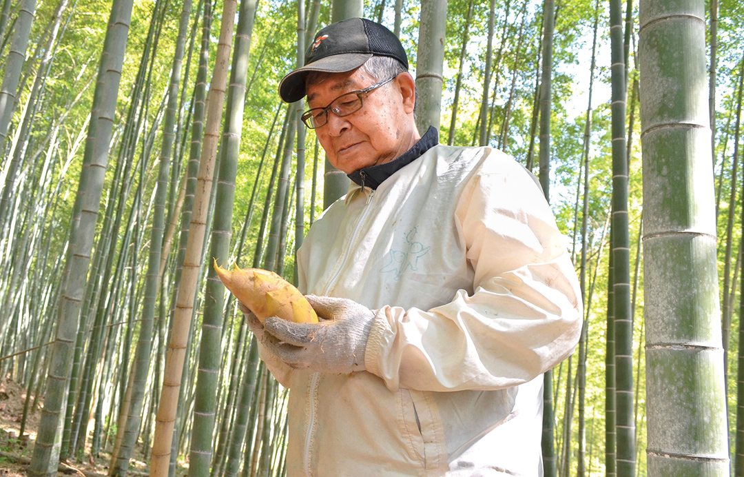 掘ったタケノコを確認する蛭田組合長の写真