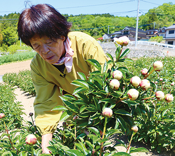 収穫する生産者の森川さんの写真
