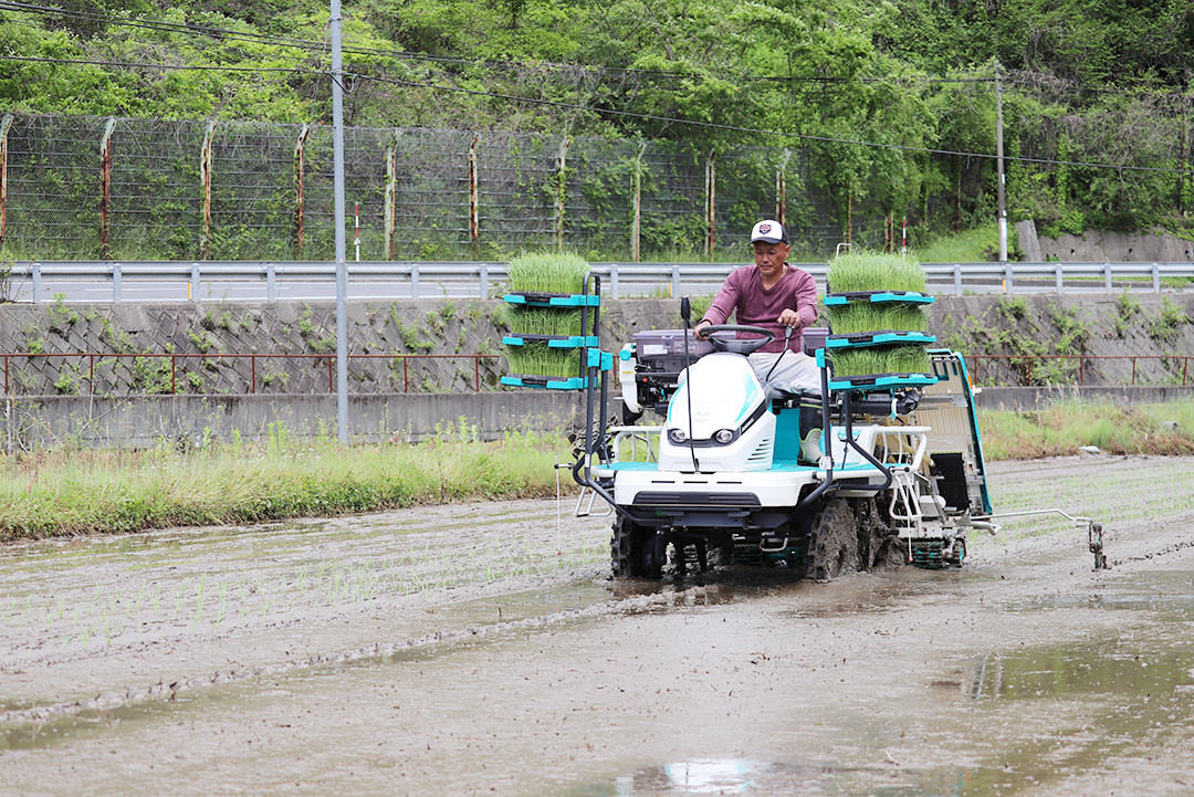 田植え作業に励む森淵さんの写真