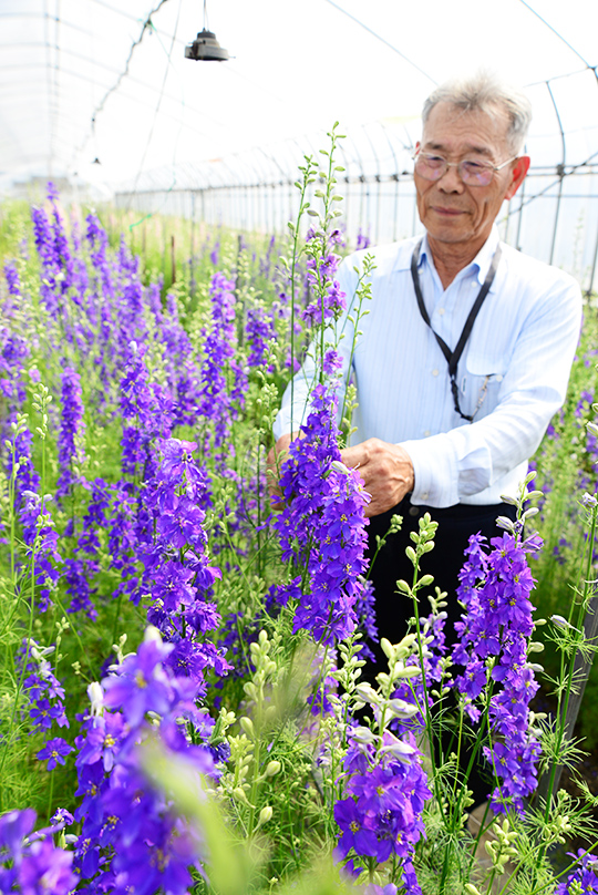 美しい花を咲かせたラークスパーを手に複雑な心境を語る濱田会長の写真