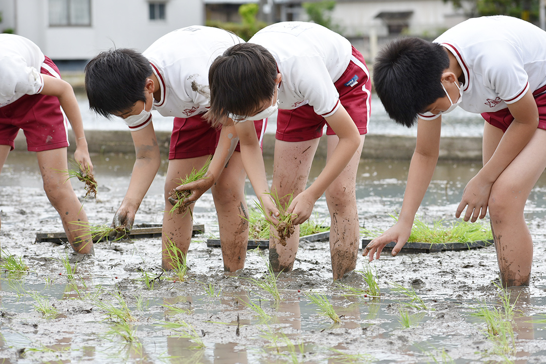 泥だらけになりながら田植えを行う児童の写真