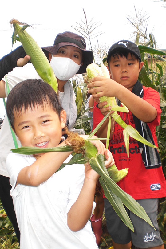トウモロコシの収穫を楽しむ参加者の写真