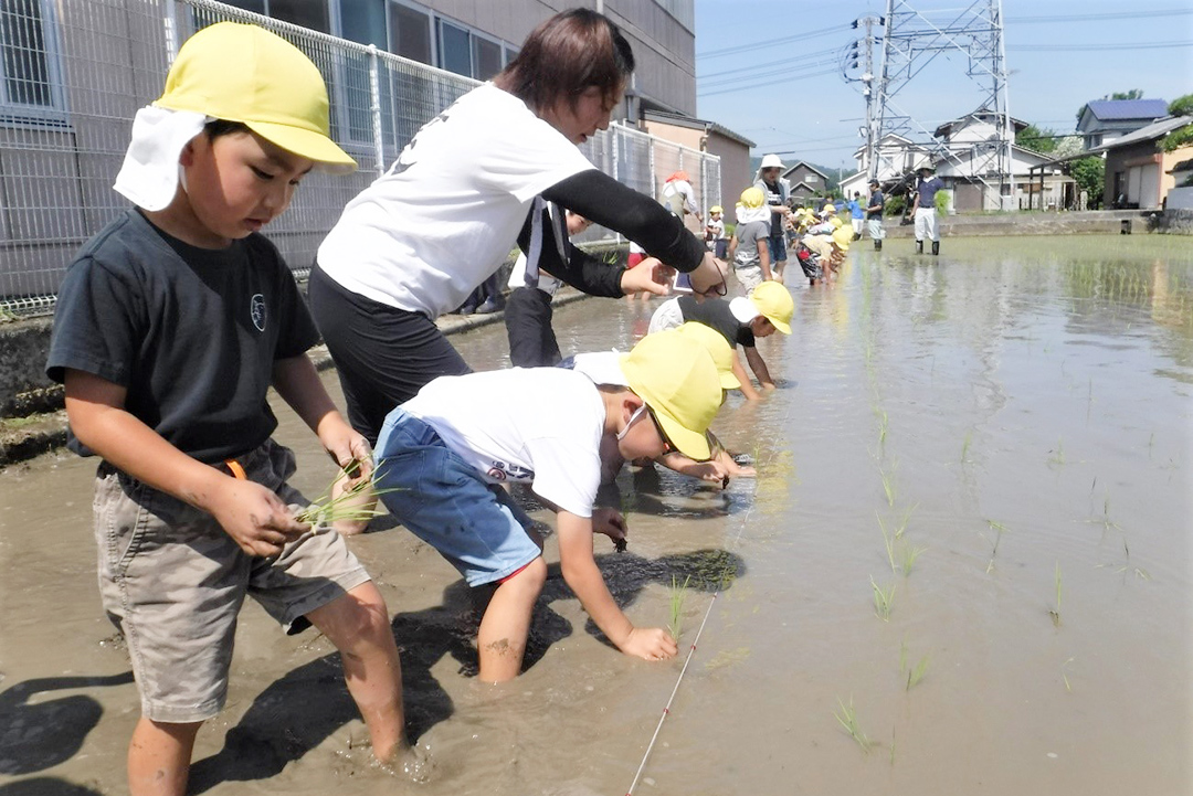 「田植え」を体験する園児らの写真