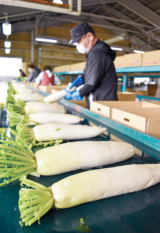 出荷が始まった特産「ひるぜん大根」の写真