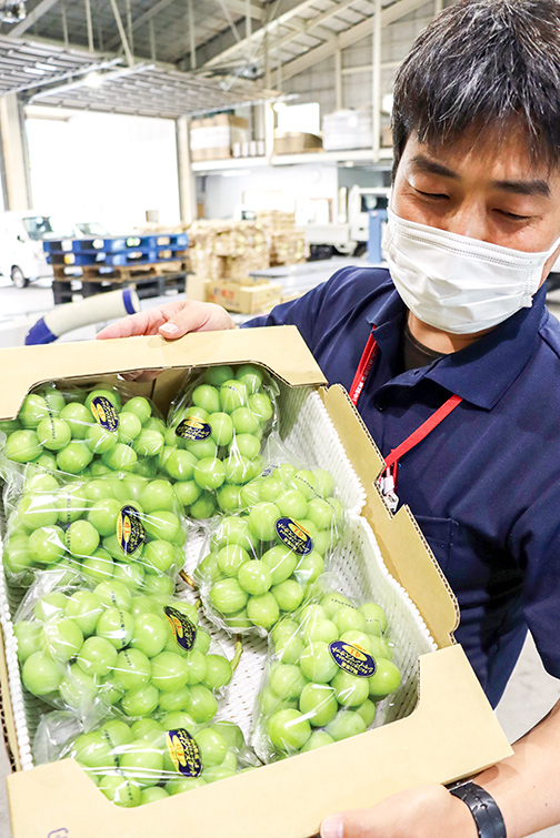 出荷された「シャインマスカット」を確認するJA職員の写真