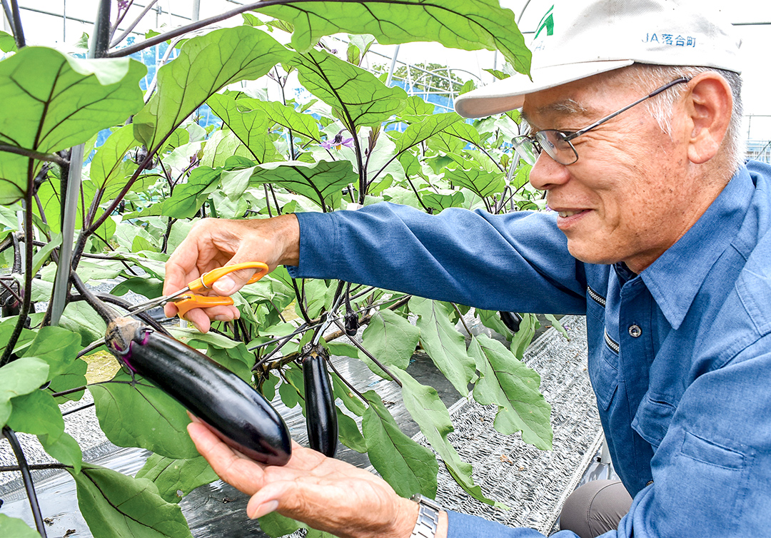 「筑陽」を収穫する太田さんの写真