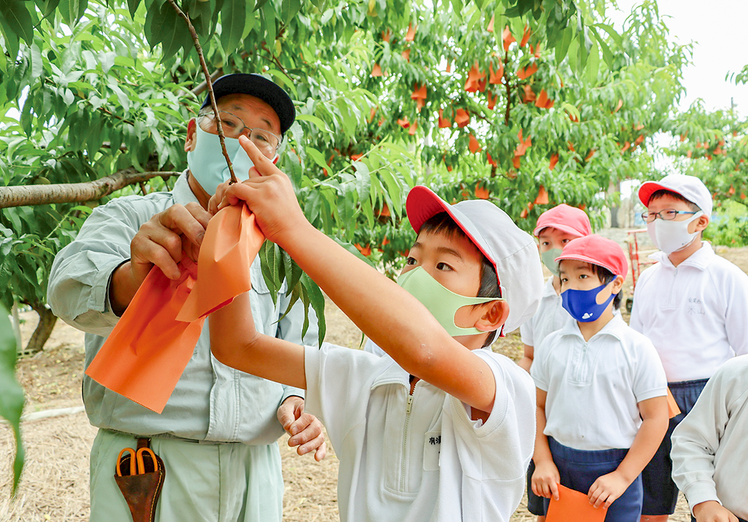 平松さん（左）と「清水白桃」に袋を掛ける児童の写真