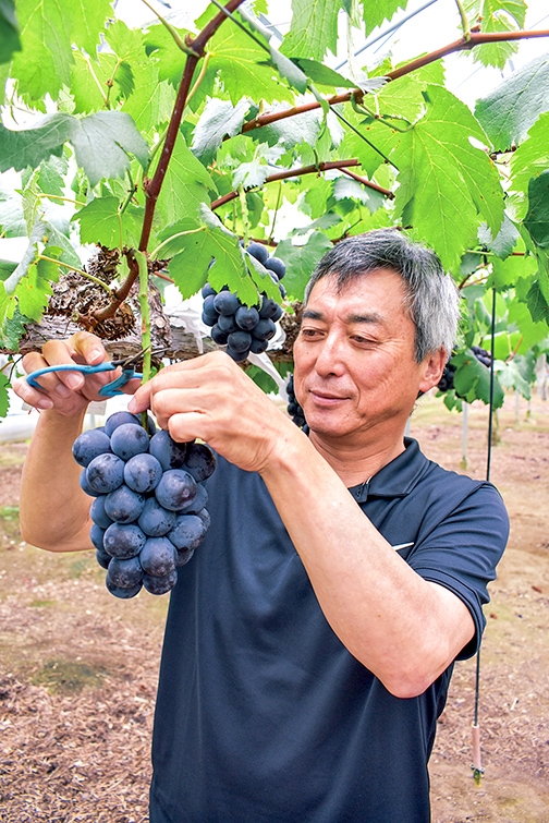 収穫に精を出す和田部会長の写真