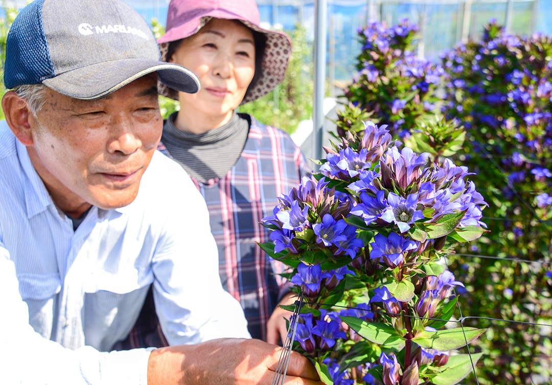 きれに咲きそろった「新見プレミアムリンドウ」に笑顔を浮かべる黒笹さん夫妻の写真