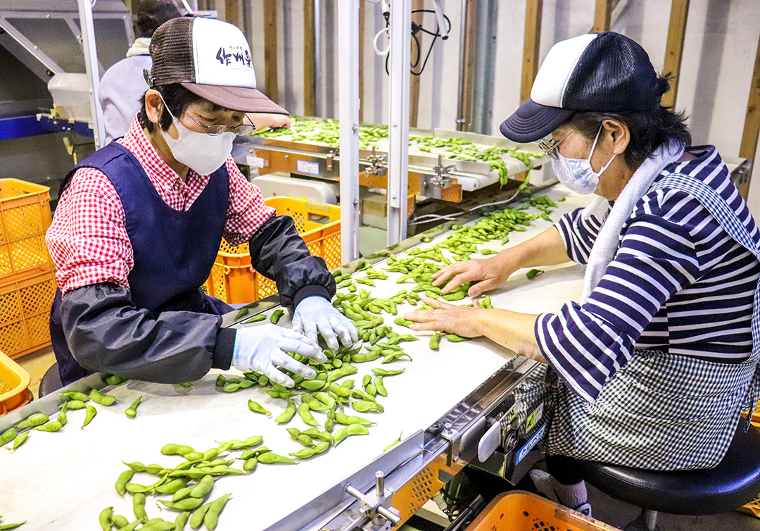 多い時には1日2.5トン出荷され、フル稼働する選果場の写真