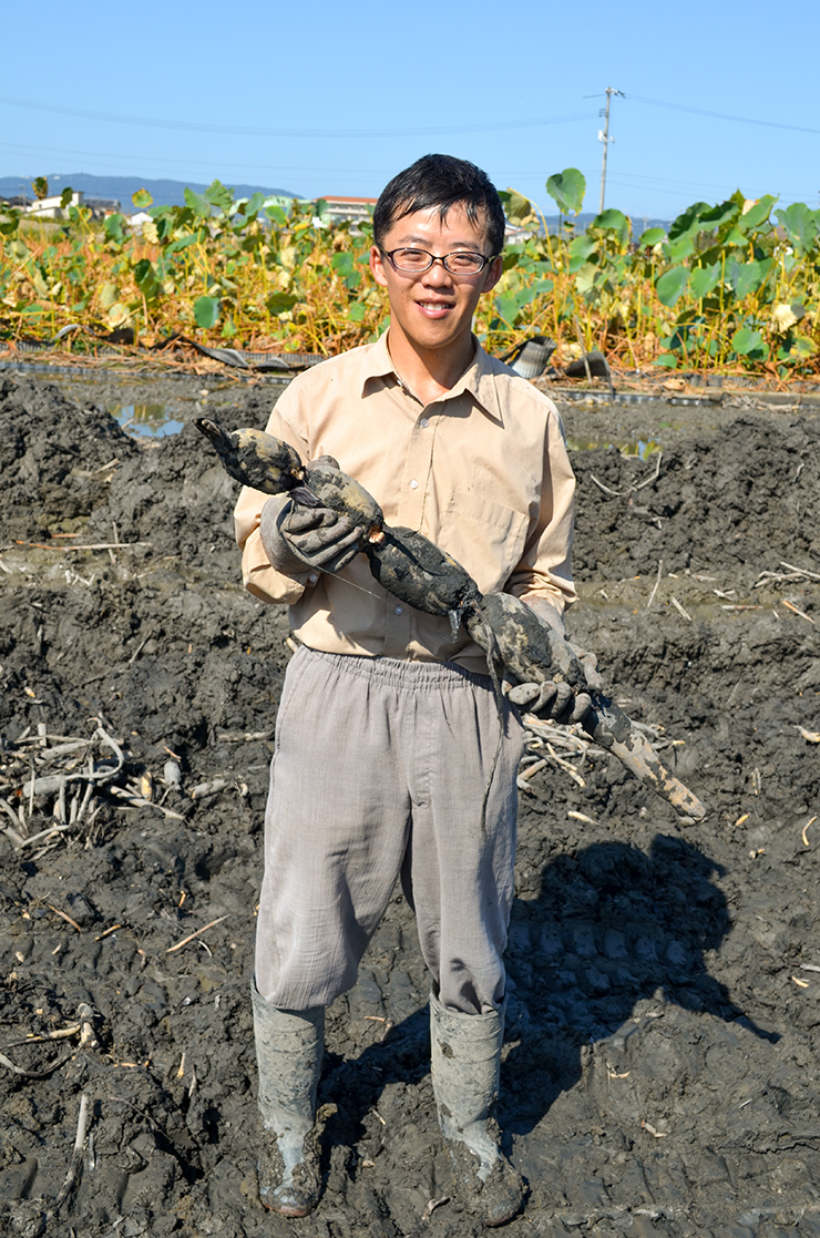 掘り出したレンコンの品質を確認する井木さんの写真