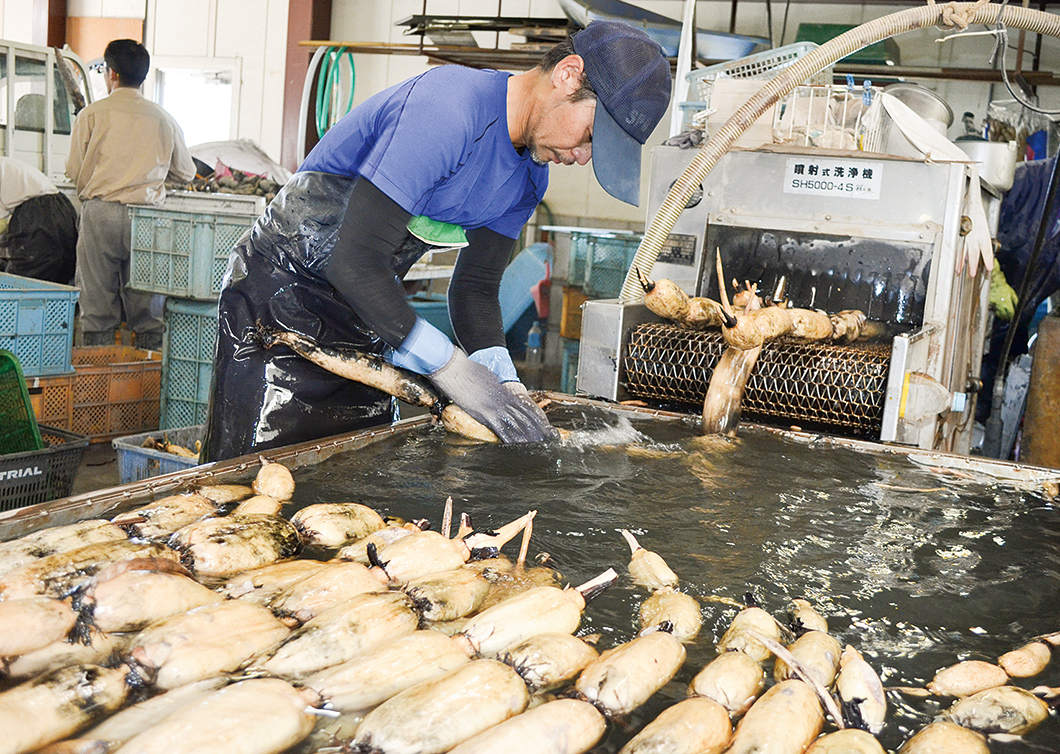 「連島れんこん」を一本ずつ丁寧に洗浄し箱詰めするの写真