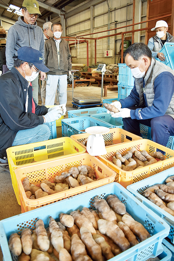 「銀沫」を選果する生産者の写真