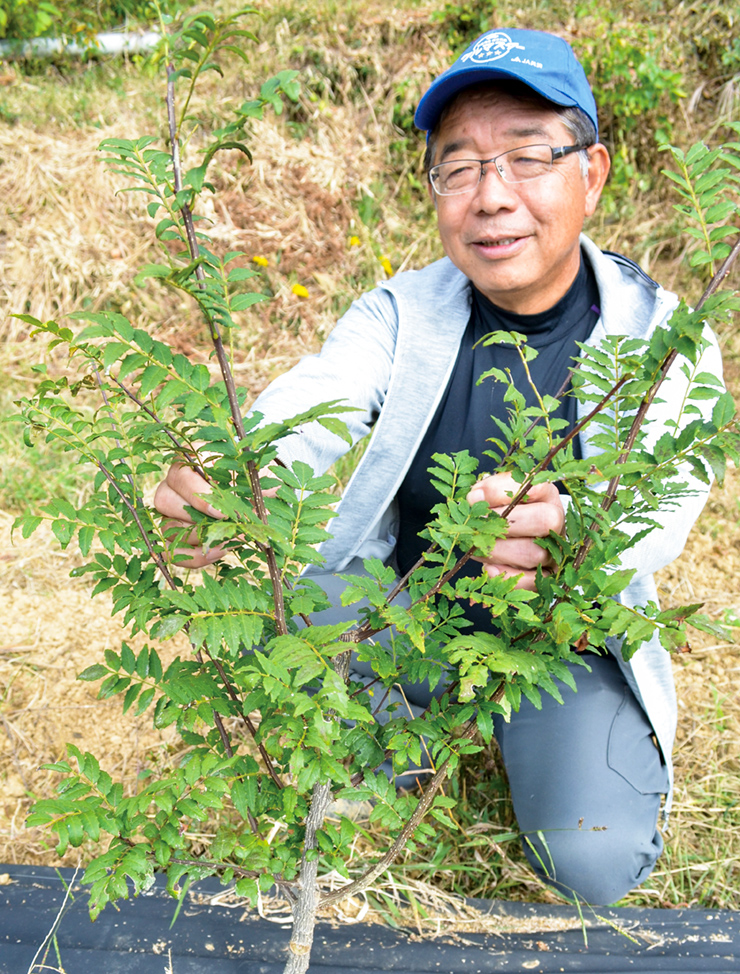 サンショウの生育を確認する川上会長の写真