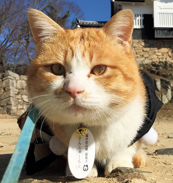 猫城主「さんじゅーろー」の写真