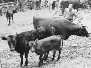 昭和49年頃の備中牛飼育風景の写真