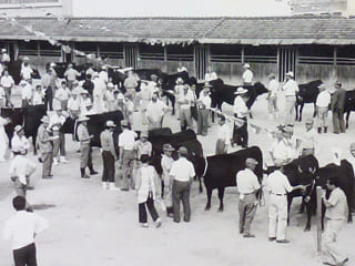 昭和50年頃の家畜市場での共進会の風景の写真1