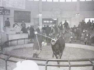 昭和52年頃の仔牛のせり風景の写真1
