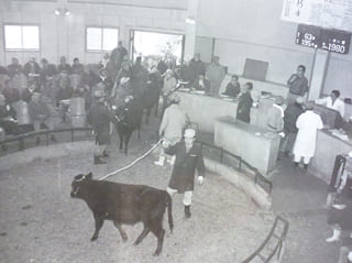 昭和52年頃の仔牛のせり風景の写真2