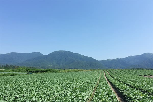 青空と蒜山を背景にしたひるぜん大根の圃場の写真