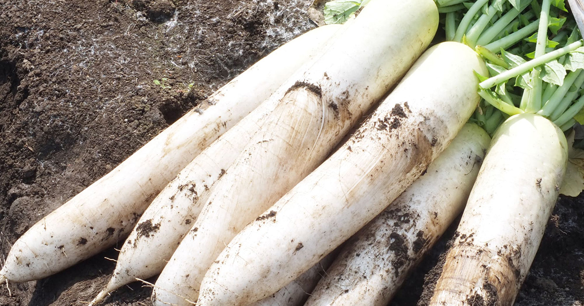 取れたて大根 s-2014052920472717520.jpg