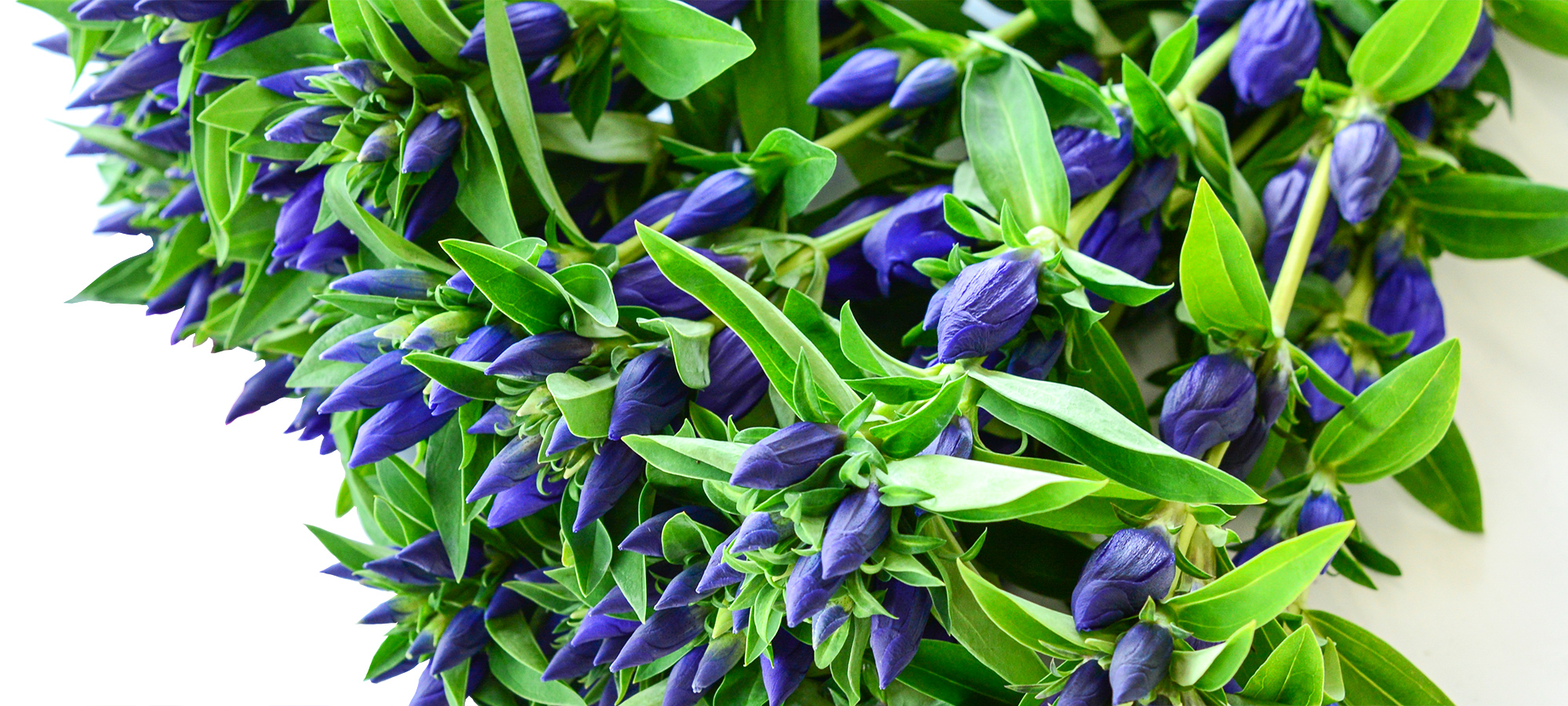青紫が鮮やかなリンドウの写真