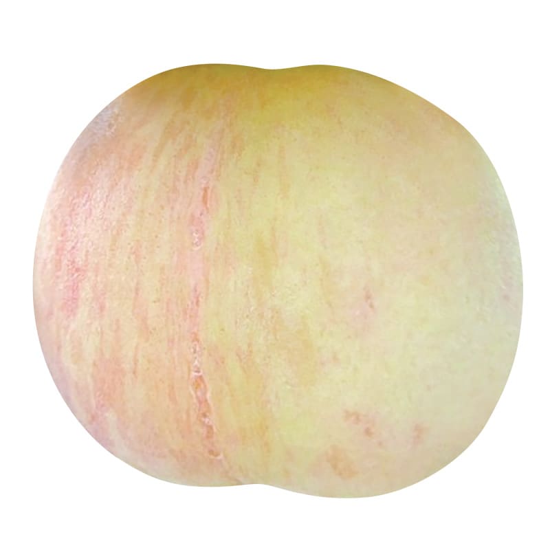 桃の品種「加納岩白桃」の写真