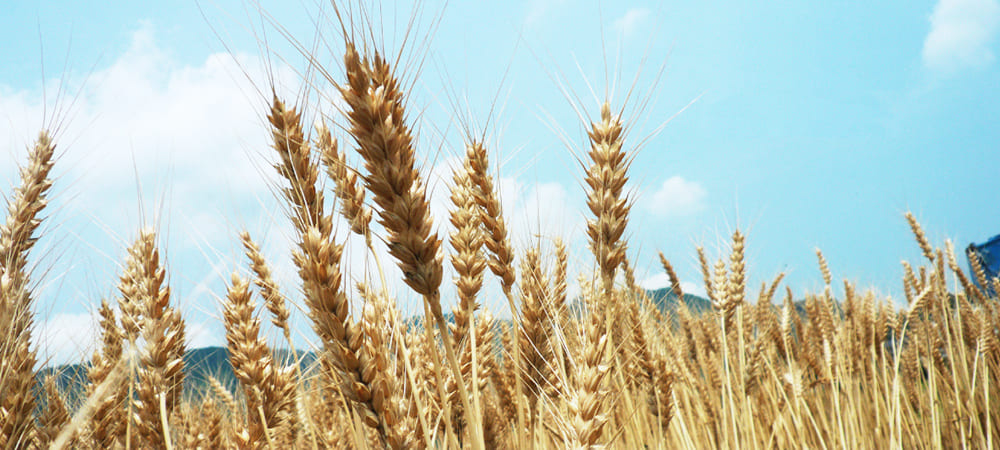 青空を背景にした小麦の写真
