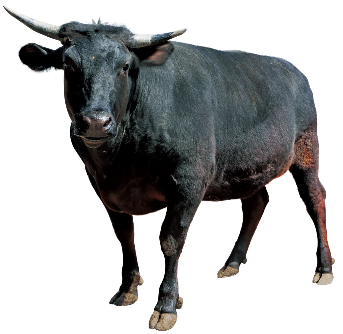 なぎビーフの成牛の写真