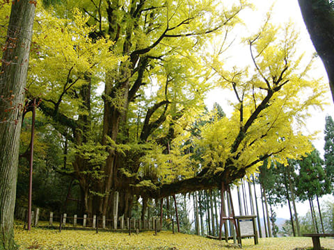 菩提寺の大イチョウの写真