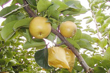 木になった梨の写真