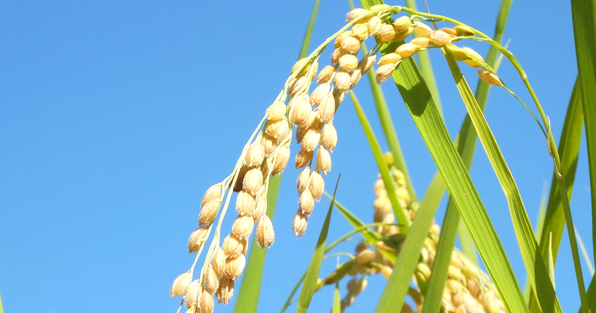 岡山の米 | JA晴れの国岡山