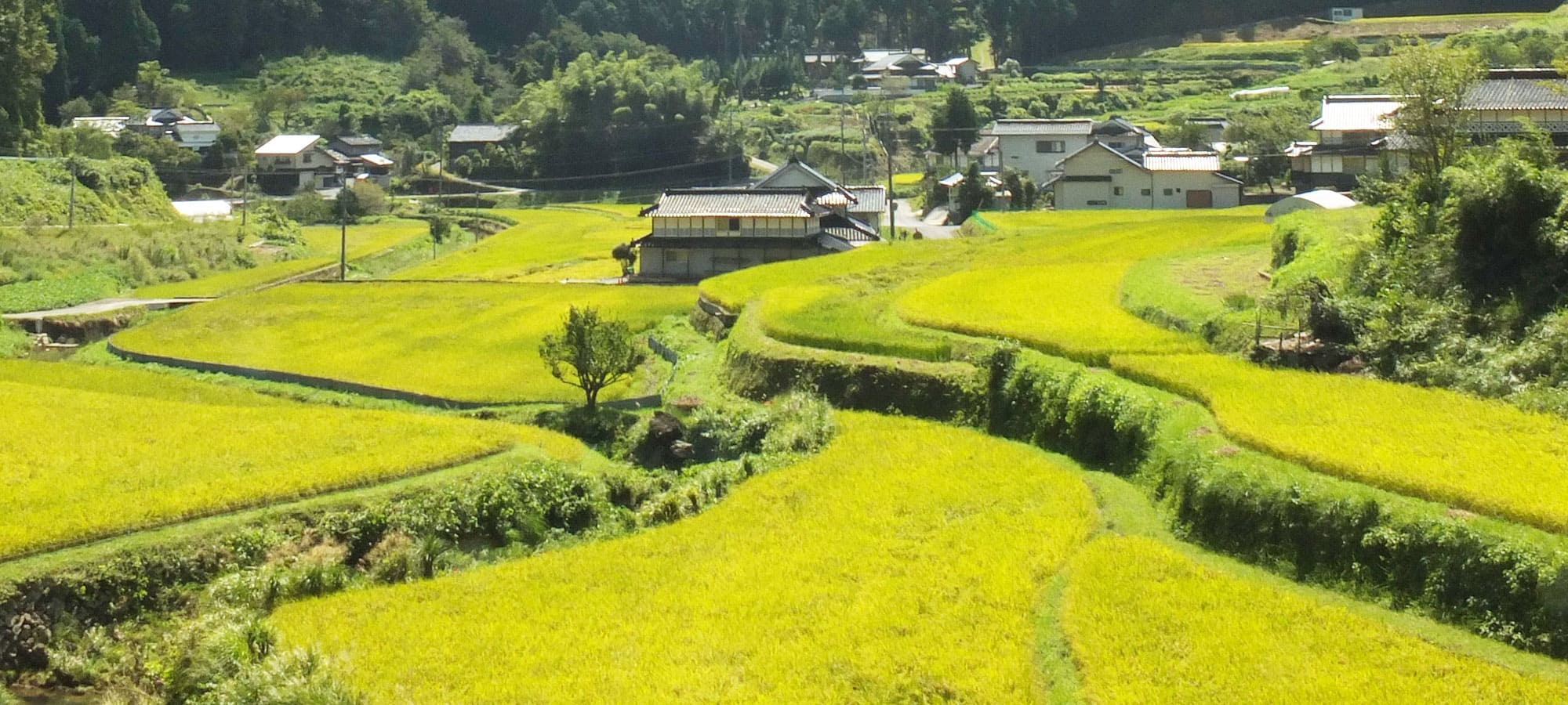 里山の棚田の風景写真