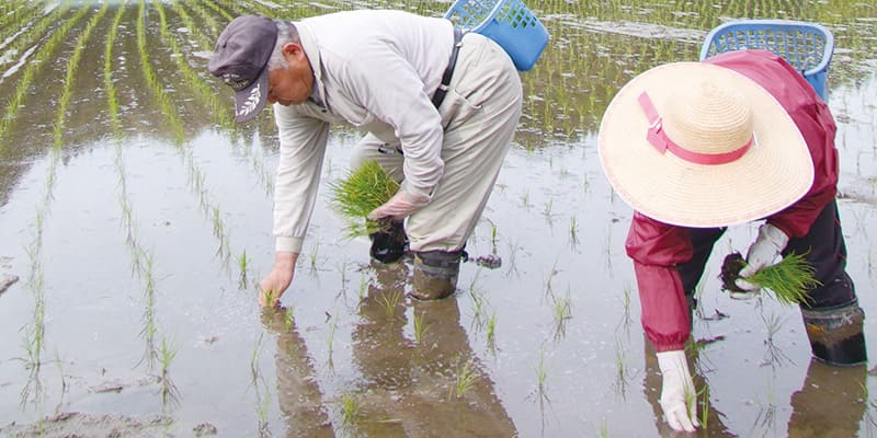 田植えをする生産者の写真