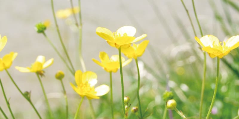 田んぼの傍のかわいらしい花の写真