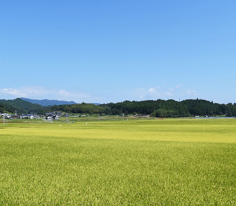 青空と広々とした田んぼの写真