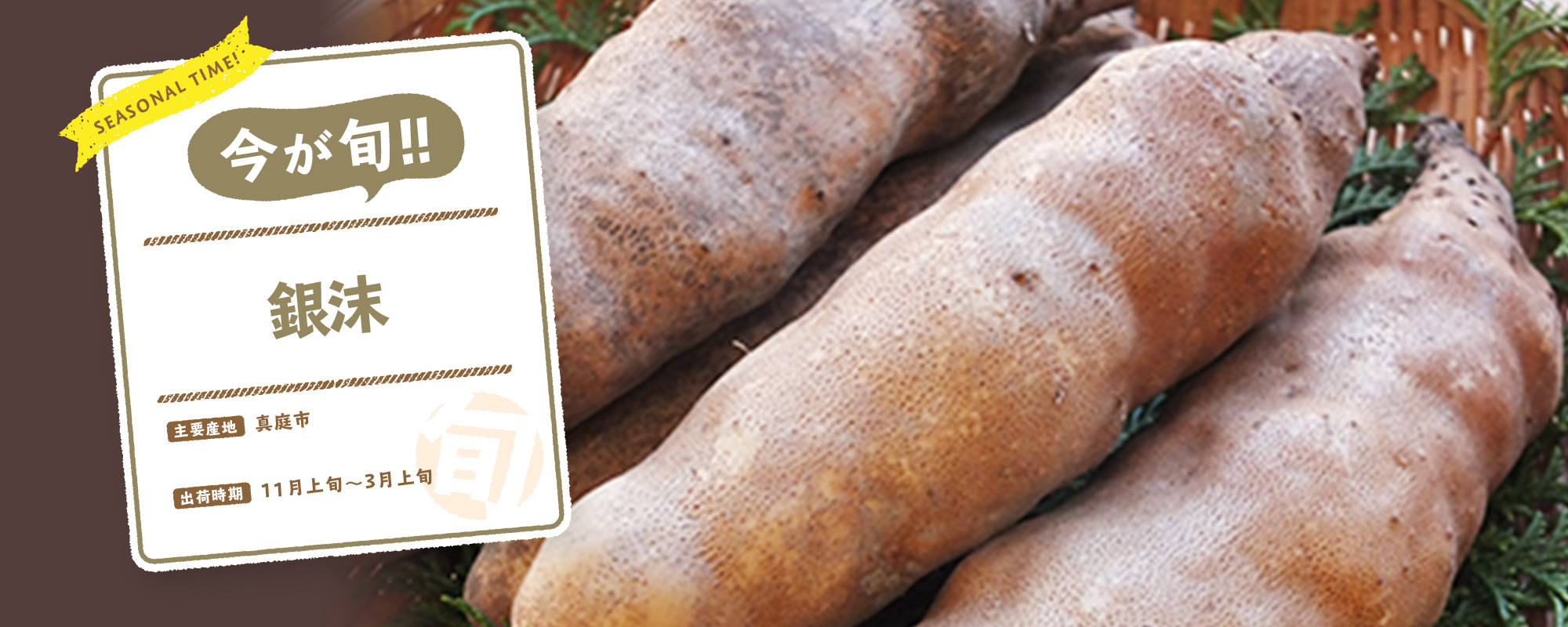 今が旬！銀沫
