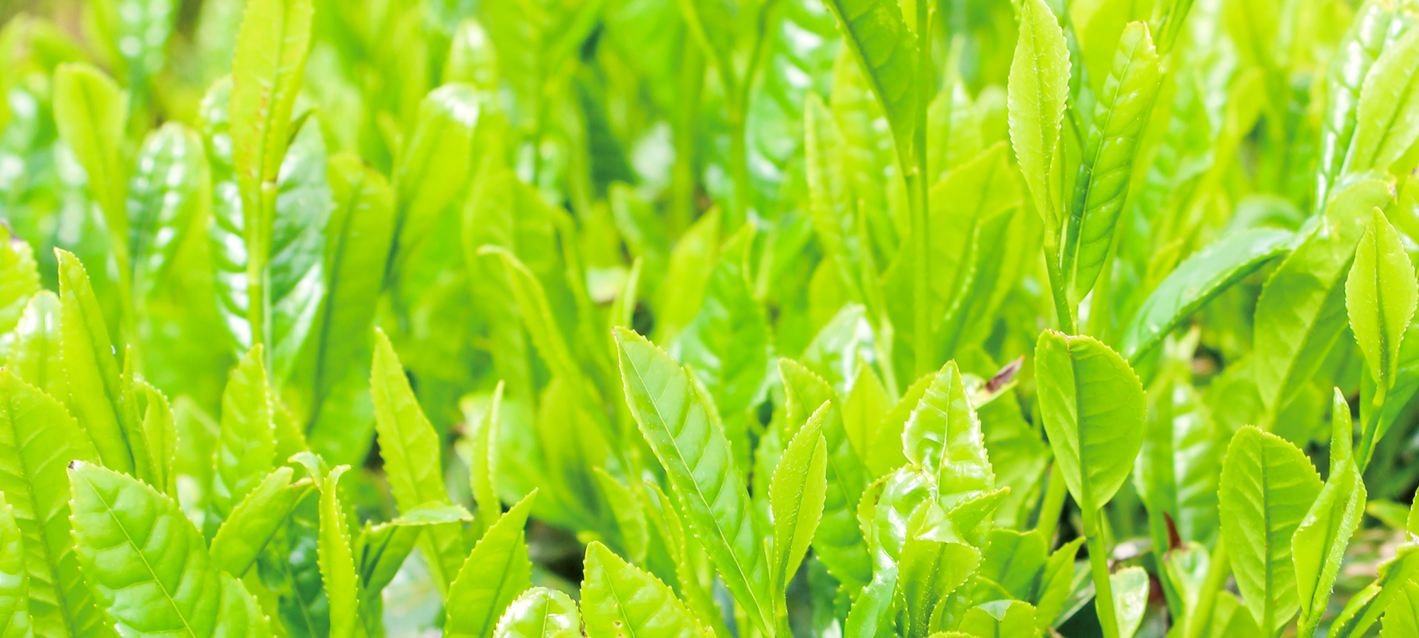 高梁茶゛の茶畑の写真