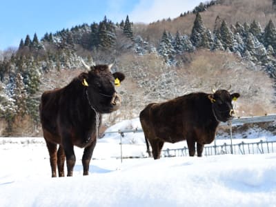 雪の上を歩く千屋牛の写真