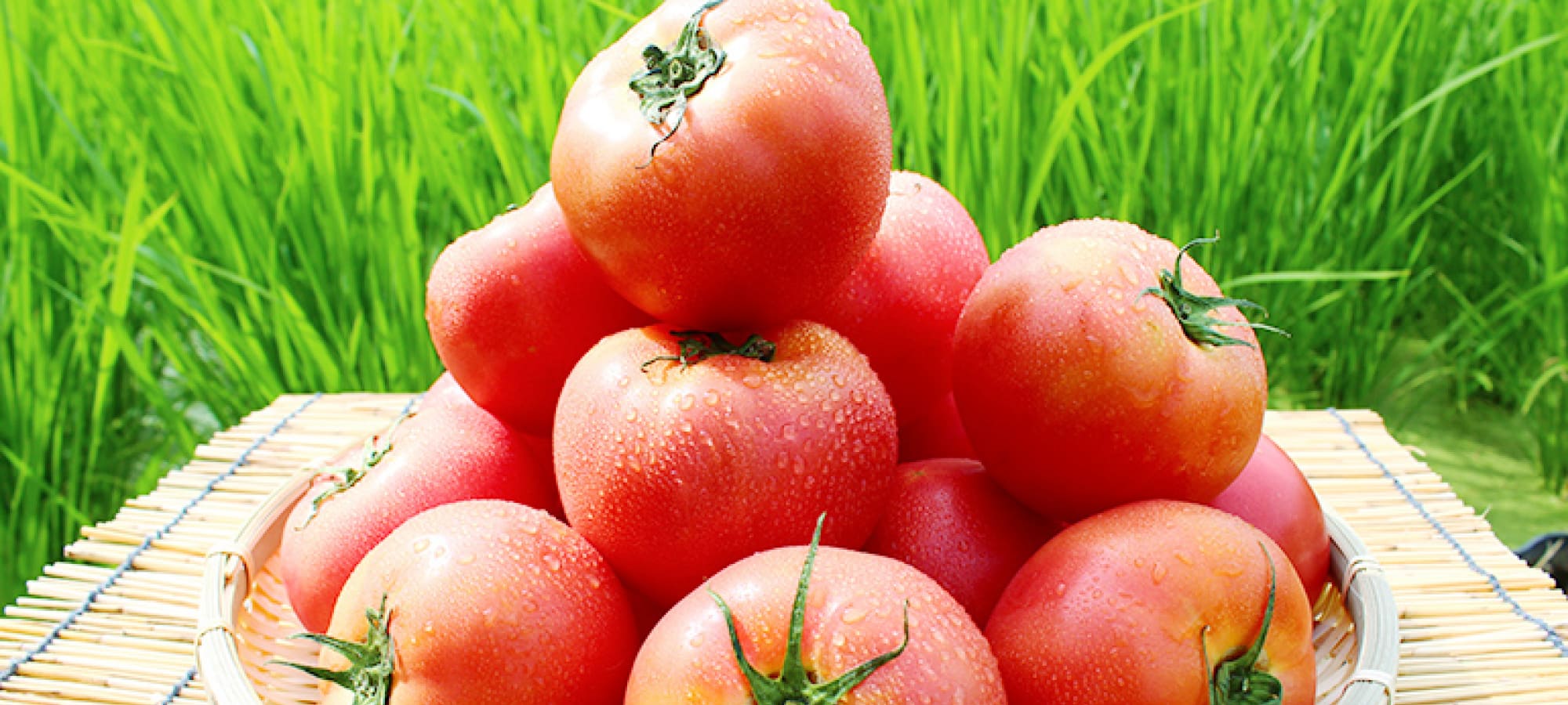 桃太郎トマトの写真