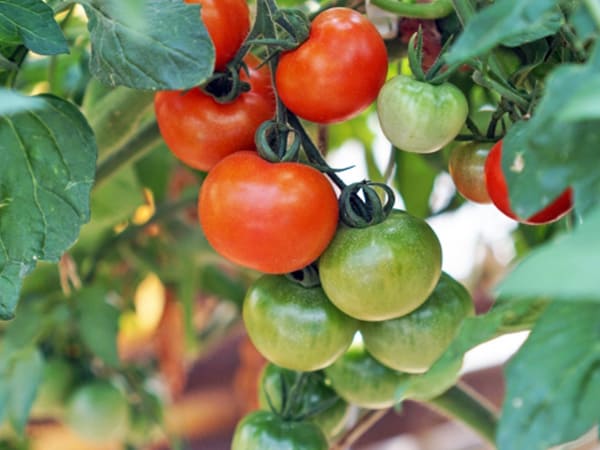 色づいていく実ったトマトの写真