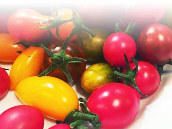 色々な品種のトマトのイメージ写真
