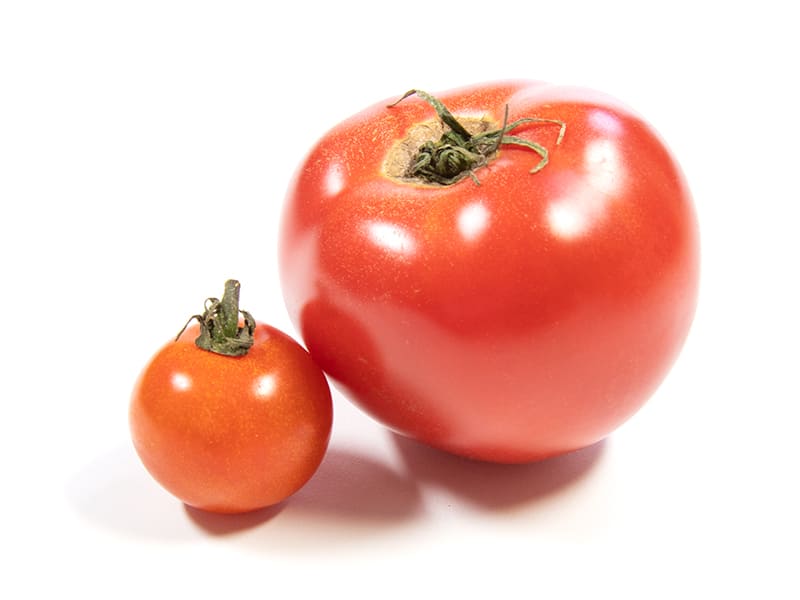 親子のようなトマトとミニトマトの写真